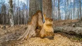 Mazurska przyroda w lesie Szczybały Giżyckie - zdjęcie 50