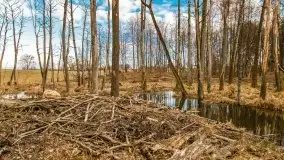 Mazurska przyroda w lesie Szczybały Giżyckie - zdjęcie 53