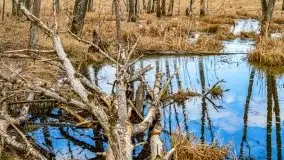 Mazurska przyroda w lesie Szczybały Giżyckie - zdjęcie 32