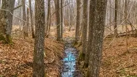 Mazurska przyroda w lesie Szczybały Giżyckie - zdjęcie 47