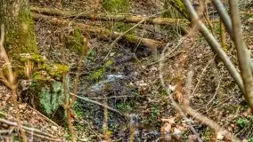 Mazurska przyroda w lesie Szczybały Giżyckie - zdjęcie 52