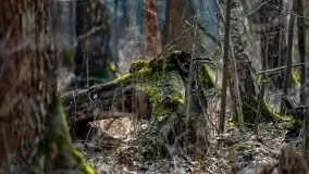 Śluza Karwik na początku wiosny 2021 - zdjęcie 16