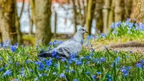 Mazurska przyroda - cebulice w giżyckim parku - zdjęcie 15