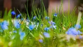 Mazurska przyroda - cebulice w giżyckim parku - zdjęcie 28