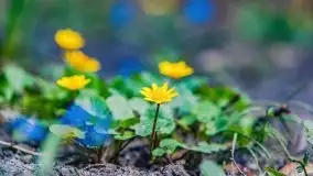 Mazurska przyroda - cebulice w giżyckim parku - zdjęcie 9