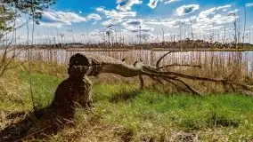 Piecki, ścieżka edukacyjna wokół stawu - zdjęcie 50