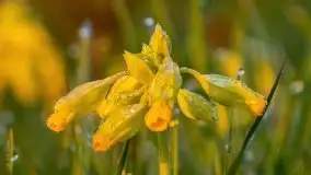 Majowy wschód słońca nad jeziorem Wojnowo - zdjęcie 27