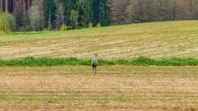 Majowy wieczór z mazurską przyrodą - zdjęcie 8
