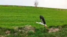 Majowy wieczór z mazurską przyrodą - zdjęcie 10