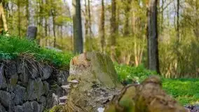 Wiosenne widoki z okolic Sztynortu, maj 2021 - zdjęcie 6