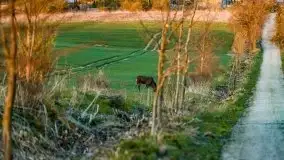 Wiosenne widoki z okolic Sztynortu, maj 2021 - zdjęcie 66