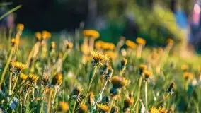 Zachód nad jeziorem Ryńskim, zatoka Mrówcza - zdjęcie 41