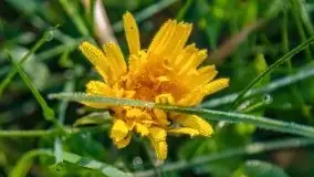 Mazur nie tylko szumem jeziora kuszą... zobaczcie wiosenną łąkę - zdjęcie 4