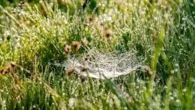 Mazur nie tylko szumem jeziora kuszą... zobaczcie wiosenną łąkę - zdjęcie 16