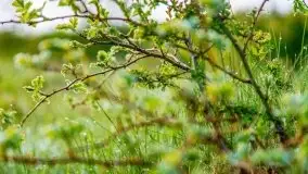 Mazur nie tylko szumem jeziora kuszą... zobaczcie wiosenną łąkę - zdjęcie 21