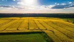Mazurskie złote, piękne, rzepakowe pola - zdjęcie 22
