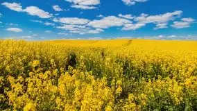 Mazurskie złote, piękne, rzepakowe pola - zdjęcie 41