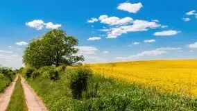 Mazurskie złote, piękne, rzepakowe pola - zdjęcie 47