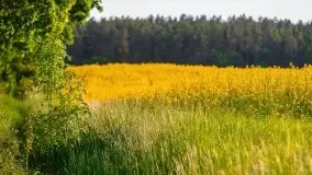 Mazurskie złote, piękne, rzepakowe pola - zdjęcie 63