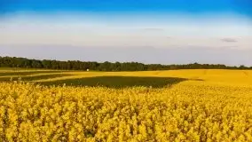 Mazurskie złote, piękne, rzepakowe pola - zdjęcie 75