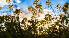 Mazurskie złote, piękne, rzepakowe pola - zdjęcie 64