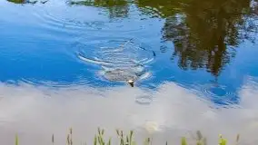 Majowe zawody wędkarskie nad kanałem mazurskim - zdjęcie 92