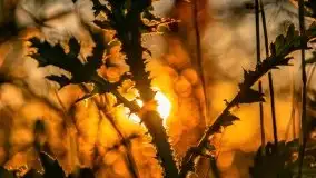 Jezioro Kirsajty o zachodzie słońca - zdjęcie 2