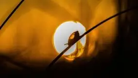 Jezioro Kirsajty o zachodzie słońca - zdjęcie 32