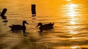 Zachód słońca nad jeziorem Mamry, czerwiec 2021 - zdjęcie 8