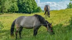 Czerwcowe Mazury, kompilacja niewykorzystanych zdjęć, 2021 - zdjęcie 62