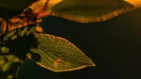 Zachód słońca nad jeziorem Dejguny, lipiec 2021 r. - zdjęcie 21