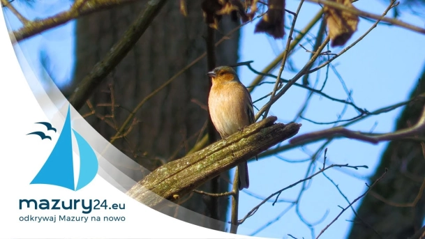 Budząca się przyroda - wiosenne Mazury