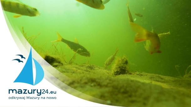 Mazury pod wodą - nurkowanie