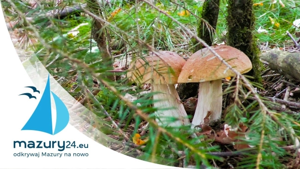 Mazurski las, sierpień 2021 - Grzyby 4K