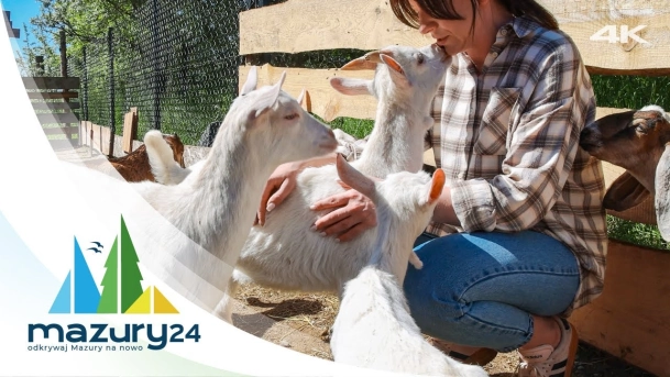 Chèvre au lait - produkcja kozich serów na Mazurach