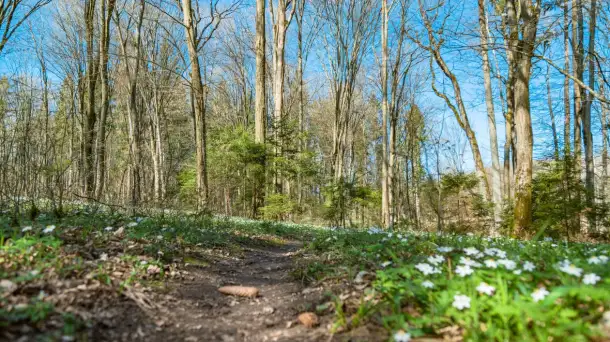 Las miejski w Giżycku